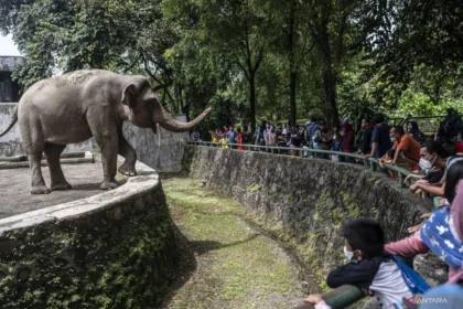 Bukan Cuma Malam Minggu! Ragunan Kini Buka "Night Zoo" Selasa-Sabtu, Cocok Buat Night Run