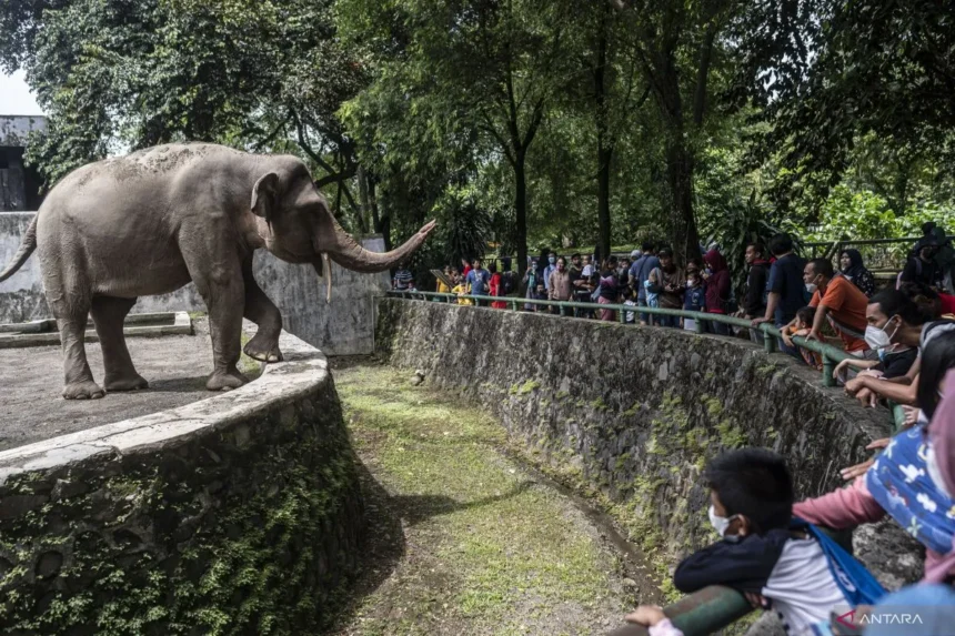 Makin Seru! Ragunan Buka Sampai Pukul 22.00 Setiap Sabtu, Tiket Tetap Mulai Rp3.000