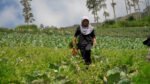 Program MBG dorong lonjakan produksi sayur di Boyolali, petani panen hingga ratusan kilogram per hari.