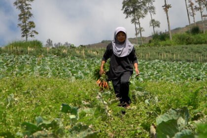 Program MBG dorong lonjakan produksi sayur di Boyolali, petani panen hingga ratusan kilogram per hari.