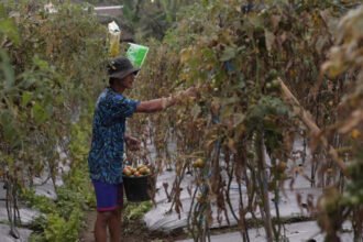 Petani sayuran di lereng Merapi mulai merasakan dampak positif Program MBG dengan lonjakan permintaan dan peningkatan penghasilan.