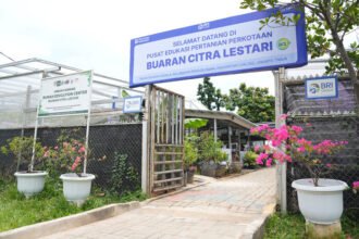 KWT Buaran Citra Lestari manfaatkan lahan kosong di Jakarta Timur melalui program BRInita BRI Peduli untuk urban farming produktif.