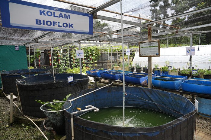 Perempuan Berdaya Lewat Program BRInita, Intip Kisah Inspiratif KWT Buaran Citra Lestari Manfaatkan Lahan Sempit 16 Perempuan Berdaya Lewat Program BRInita, Intip Kisah Inspiratif KWT Buaran Citra Lestari Manfaatkan Lahan Sempit