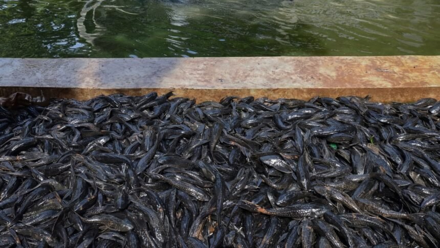 Ikan Sapu-Sapu