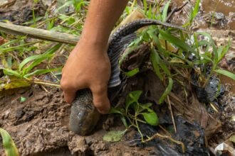 MUI Sebut Ikan Sapu-Sapu Dikubur Hidup-Hidup Tak Sesuai Prinsip Islam