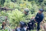Aksi Senyap Yonif 751 di Papua: Temukan Ladang Ganja Setinggi Manusia, Pemilik Kebun Ditangkap