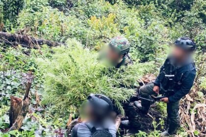 Aksi Senyap Yonif 751 di Papua: Temukan Ladang Ganja Setinggi Manusia, Pemilik Kebun Ditangkap