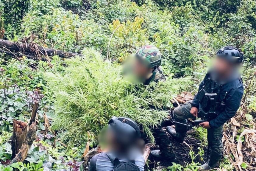Aksi Senyap Yonif 751 di Papua: Temukan Ladang Ganja Setinggi Manusia, Pemilik Kebun Ditangkap