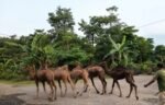Peternakan Unta di Mojokerto