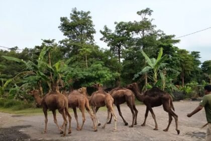 Peternakan Unta di Mojokerto