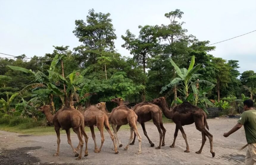 Peternakan Unta di Mojokerto