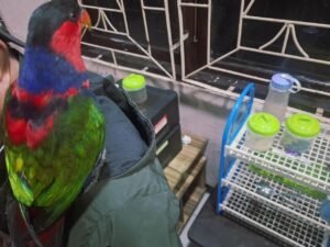 TNI AL-BBKSDA Gagalkan Penyelundupan Satwa Dilindungi & 117 Kg Gaharu di Sorong