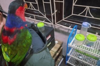 TNI AL-BBKSDA Gagalkan Penyelundupan Satwa Dilindungi & 117 Kg Gaharu di Sorong