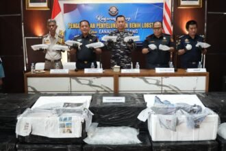 TNI AL Gagalkan Penyelundupan 125 Ribu Benih Lobster di Perairan Jambi, Pelaku Kabur ke Hutan Bakau