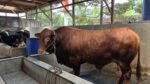 Dimandikan 3 Kali Sehari bak Sultan, ini Penampakan Sapi Limosin yang jadi Kurban Presiden Prabowo