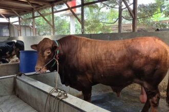 Dimandikan 3 Kali Sehari bak Sultan, ini Penampakan Sapi Limosin yang jadi Kurban Presiden Prabowo