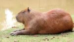 Demam ‘Mas Bro’ di Ragunan, Ini Lokasi Kandang Kapibara yang Viral di Media Sosial