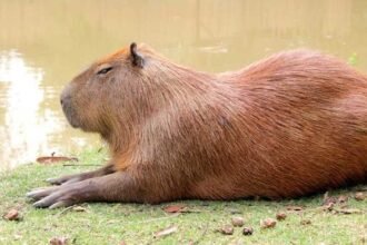 Demam ‘Mas Bro’ di Ragunan, Ini Lokasi Kandang Kapibara yang Viral di Media Sosial
