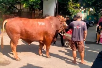 Warga Gejayan Heboh! Sapi Jumbo 1,1 Ton Dikirim Donatur Misterius, Cuma Tertulis Inisial "TIW"