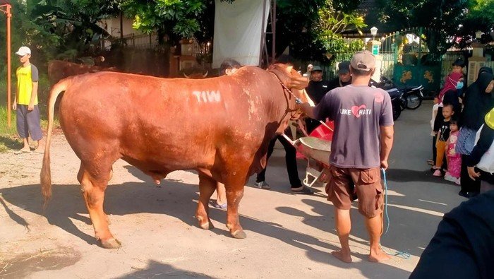 Warga Gejayan Heboh! Sapi Jumbo 1,1 Ton Dikirim Donatur Misterius, Cuma Tertulis Inisial "TIW"