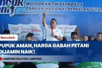 KABAR GEMBIRA! Menko Pangan Zulhas Pastikan Stok Pupuk Aman & Harga Gabah Minimal Rp6.500