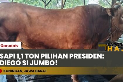 Diego Sapi Limosin 1,1 Ton Asal Kuningan Dipilih Presiden Prabowo Buat Kurban!