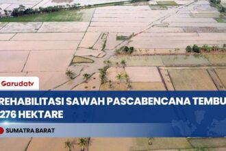 Rehabilitasi Sawah Pascabencana Agam Capai 276 Hektare