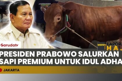 Presiden Prabowo Distribusikan 1.098 Sapi Kurban Lewat Pemda dan Lembaga Sosial