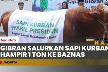 Jelang Iduladha, Gibran Salurkan Sapi Kurban Ratusan Kilogram untuk Masyarakat Kurang Mampu