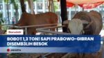 Tembus 1,3 Ton! Sapi Monster Kurban Presiden Prabowo & Wapres Gibran Disembelih Besok di Istiqlal