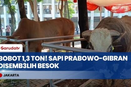 Tembus 1,3 Ton! Sapi Monster Kurban Presiden Prabowo & Wapres Gibran Disembelih Besok di Istiqlal