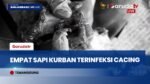 DKPP Temanggung Temukan Cacing Hati pada 4 Sapi Kurban