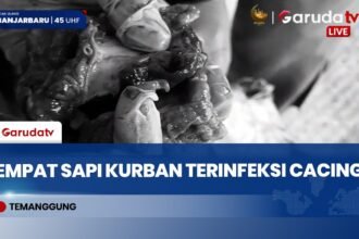 DKPP Temanggung Temukan Cacing Hati pada 4 Sapi Kurban