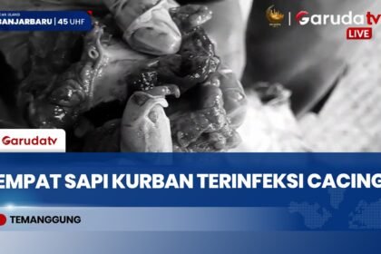 DKPP Temanggung Temukan Cacing Hati pada 4 Sapi Kurban