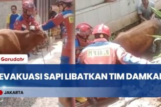 Sapi Kurban Tercebur Parit Saat Proses Penyembelihan, Damkar Turun Tangan Evakuasi
