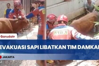 Sapi Kurban Tercebur Parit Saat Proses Penyembelihan, Damkar Turun Tangan Evakuasi