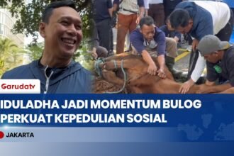 Iduladha dan Ketahanan Pangan: Bulog Tebar Daging Kurban, Pastikan Stok Nasional Aman