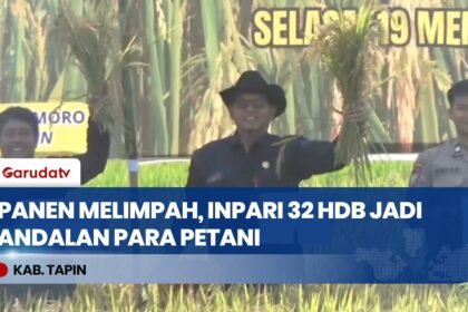 Dongkrak Produktivitas, Petani Tapin Raih Peningkatan Gabah 15 Persen Lewat Varietas Inpari 32