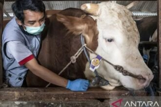Berbobot 1,05 Ton dan Bernama Mayor, Ini Penampakan Sapi Kurban Pilihan Presiden Prabowo
