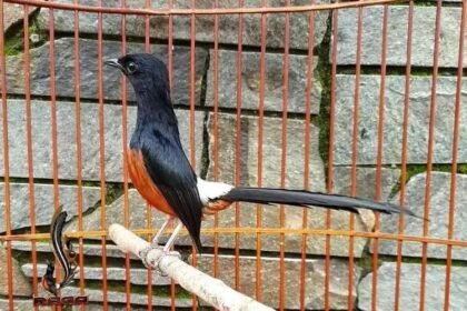 Bukan Sekadar Hobi! Ternyata Ada Nilai Ekonomi Rp2 Triliun dari Merdunya Burung Kicau