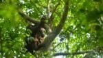 Viral Lagi Orang Utan Kurus Kering di Area Tambang, Ini Kondisi Terbaru Mauliyan dan Anaknya