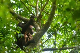 Viral Lagi Orang Utan Kurus Kering di Area Tambang, Ini Kondisi Terbaru Mauliyan dan Anaknya