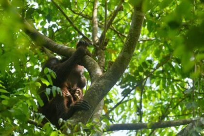 Viral Lagi Orang Utan Kurus Kering di Area Tambang, Ini Kondisi Terbaru Mauliyan dan Anaknya