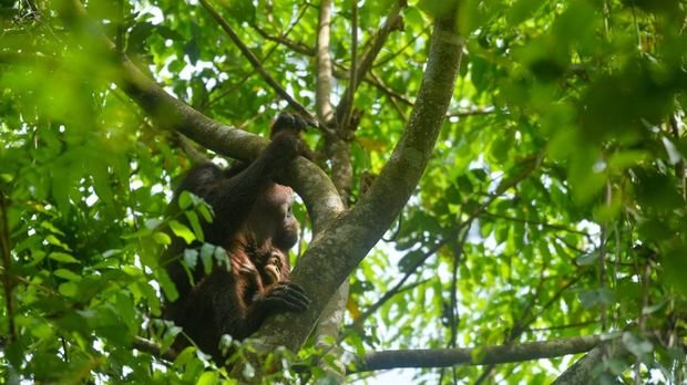 Viral Lagi Orang Utan Kurus Kering di Area Tambang, Ini Kondisi Terbaru Mauliyan dan Anaknya