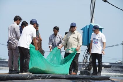 Presiden Prabowo Subianto ikut menarik jaring bersama para penambak saat menghadiri panen raya udang di kawasan BUBK Kebumen, Jawa Tengah, Sabtu 23 Mei 2026.