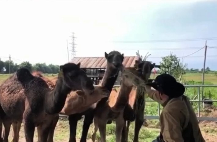 Viral! Peternakan Unta di Mojokerto Disiapkan untuk Hewan Kurban 2 Viral! Peternakan Unta di Mojokerto Disiapkan untuk Hewan Kurban