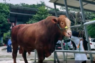 Sapi kurban Presiden Prabowo Subianto bernama Reymon menjadi perhatian warga Depok karena memiliki bobot mencapai 1.048 kilogram menjelang Iduladha 1447 Hijriah.