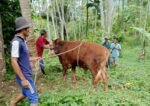 Semalam Terjebak di Hutan, Sapi Kurban Milik Pesantren Akhirnya Disembelih di Pinggir Sungai