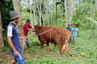 Semalam Terjebak di Hutan, Sapi Kurban Milik Pesantren Akhirnya Disembelih di Pinggir Sungai