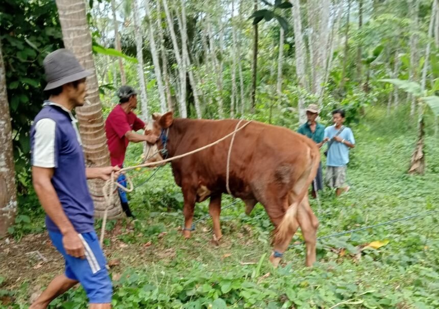Semalam Terjebak di Hutan, Sapi Kurban Milik Pesantren Akhirnya Disembelih di Pinggir Sungai